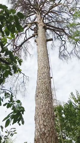 Object 8 episode 3 #arborist  #cuttree #treeclimbing