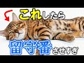 留守番させすぎた猫だけがする行動15選