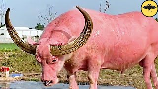 10 Most Unique Bulls In The World.