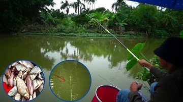 Câu cá 97 l Cận cảnh Câu cá Diếc phao bềnh hốt trọn cả đàn l CẦN THỦ ĐẤT CẢNG