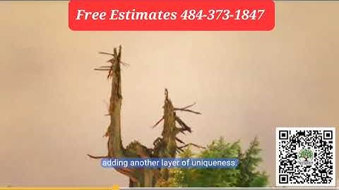 Educational video series:  Identifying trees by their bark