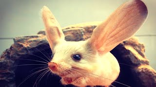 ЖИВОТНЫЕ С САМЫМИ НЕОБЫЧНЫМИ УШАМИ ЖИВОТНЫЕ С САМЫМИ НЕОБЫЧНЫМИ УШАМИ