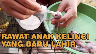 MERAWAT ANAK KELINCI BARU LAHIR