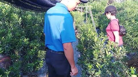 Thăm quan vườn quất cảnh , cây thế khổng lồ của anh VINH Hoài Đức Hà Nội đẹp như mơ .