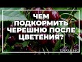 Чем подкормить черешню после цветения? | toNature.Info