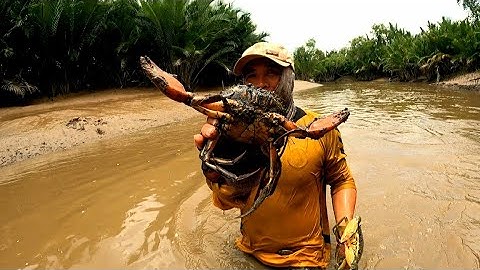 Ra Sông Mò Tôm | Mò Cá Ngát | Mò Được Cua Khủng