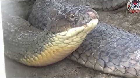 Cận Cảnh Thả 2 Con Rắn Hổ Mây Núi Cấm 60kg Về Rừng