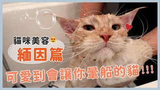 【 貓咪美容緬因篇 】可愛到會讓你暈船的貓!!!