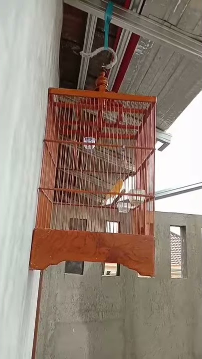 Kenari Gacor Rasa Lovebird