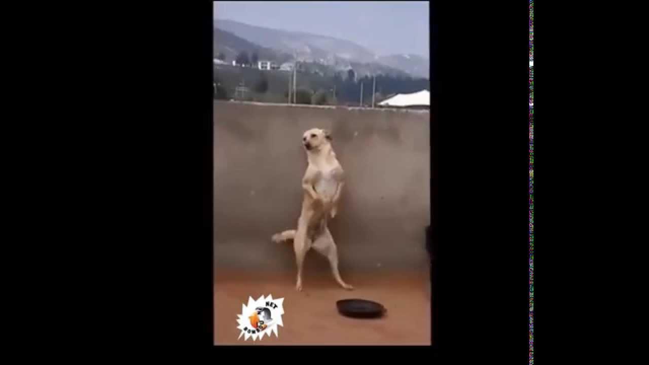Танцующая собака видео мем