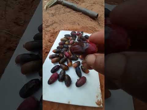 تمر أقصى الصحراء الجزائر فر انة مسعودية