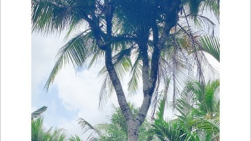 Cây dừa độc lạ 1 thân 9 đọt có 1-0-2 ở Việt Nam/ chủ chào bán 800 triệu bao vận chuyển