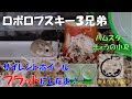 ロボロフスキー３兄弟のちょっと前の様子　男前・はっさく/サイレントホイールフラット【ハムスター/ロボロフスキー】