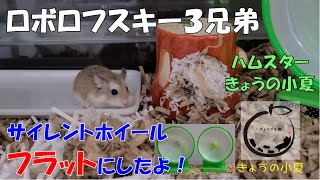 ロボロフスキー３兄弟のちょっと前の様子　男前・はっさく/サイレントホイールフラット【ハムスター/ロボロフスキー】