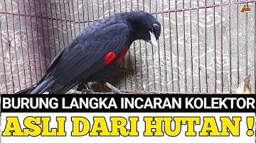 CUMA SI MAS ! YANG PUNYA BURUNG LANGKA ASLI DARI HUTAN,PALING DI INCAR KOLEKTOR !