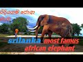 about most famous biggest tusker in srilankan/ලංකාවේ ප්‍රසිද්ධම ලොකුම ඇතා