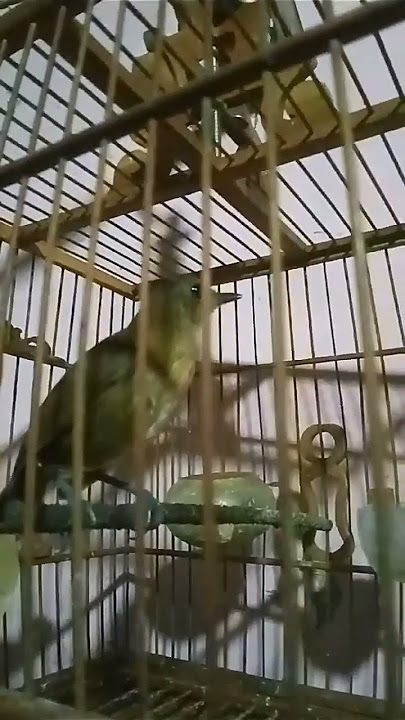 jongkangan gacor isian by om dian