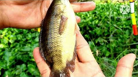 Câu cá rô đồng con kênh nhỏ @chuachactv