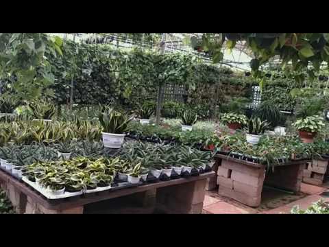 Indoor Plants -
