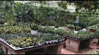 Indoor Plants - Sanjay Nursery Pune