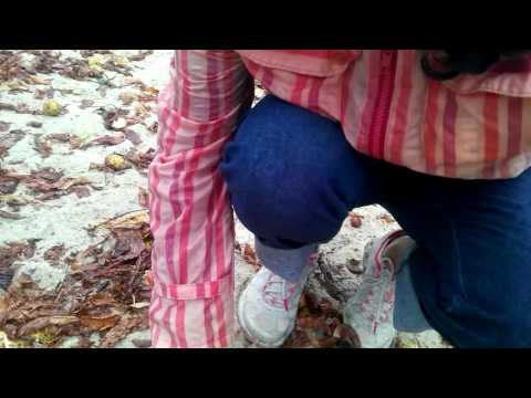 არა ჭამა წაბლი