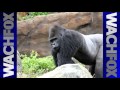 New Gorilla Coming To Riverbanks Zoo