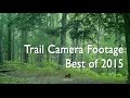 Trail Camera Footage - Best of 2015