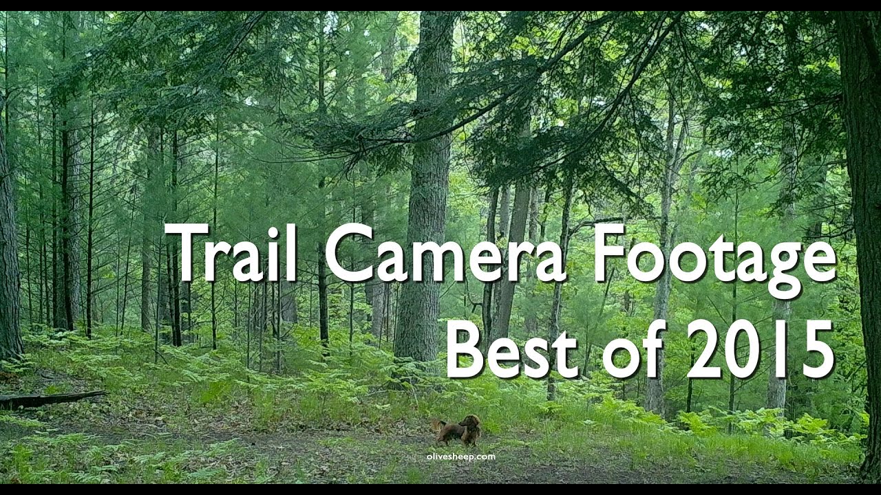 Trail Camera Footage Best of 2015 YouTube