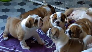 English Bulldog Puppies  7 weeks old  Axel x Amelia babies