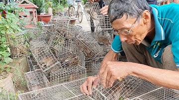 64 Tuổi Đi Đặt Bẫy Chuột Kiếm Sống Hơn 10 Năm Kinh Nghiệm Không Con Nào Chạy Thoát.Góc Làng Quê #61