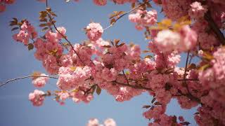 FULL HD #spring Japan Cherry #4kHDR #sakura #japan