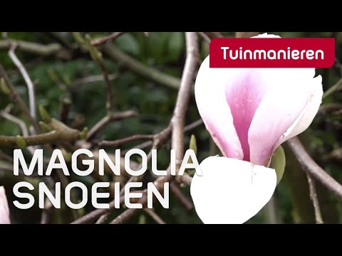 Video: Hoe Magnolia Bloeit