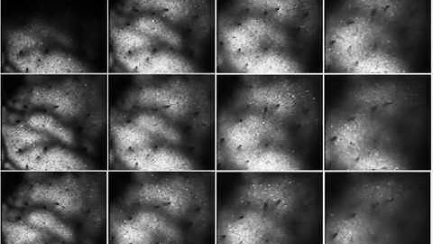 recording of more than 10,000 cells in the visual cortex of an awake mouse
