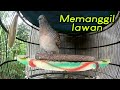 Suara Perkutut Lokal Memangil Lawan Untuk Pancingan Yg Susah Bunyi Mp3 - Mp4 Download