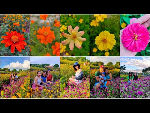 Video: Pot flower: paglalarawan, mga uri, pangalan, tampok ng pangangalaga at paglilinang