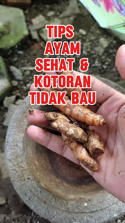 Jamu Ayam Biar Nafsu Makan, Sehat Plus Kohe Tidak Bau #shorts