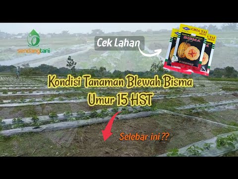 Video: Apakah rupa blewah semasa ia membesar?