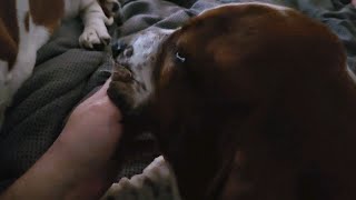 Basset Hound puppy attacks Dads hand!