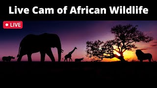 Live Cam of African Wildlife