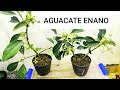 TECNICA PARA TENER AGUACATES ENANOS LLENOS DE FLORES