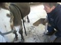 Hoof Walker - Donkey Hoof Rehab - October 26 2009