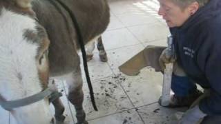 Hoof Walker - Donkey Hoof Rehab - October 26 2009