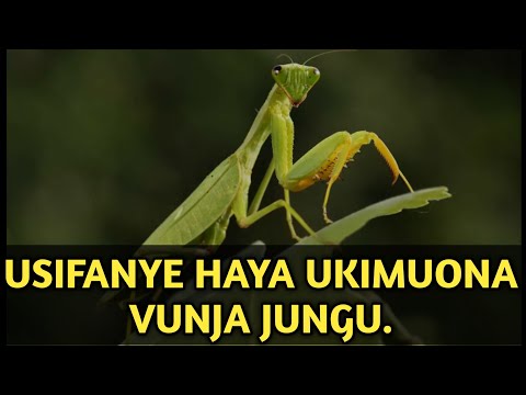 UTAKUJA KUJUTA UKIMFANYIA HAYA VUNJA JUNGU HUYU NI MDUDU MWENYE MAANA KUBWA SANA