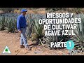 RIESGOS Y OPORTUNIDADES  DE CULTIVAR AGAVE AZUL PARTE 1