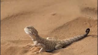 surah,maryam,al hujurat,al baqarah ,doa ustad hanan attaki