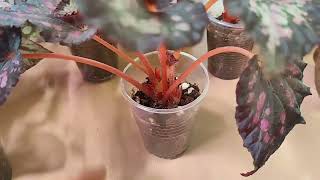 видео: Предлагаю укорененные черенки, детки, а также хойи на срез из моей коллекции! 🌱🌱🌱🥰 17.08.25 картинка: Предлагаю укорененные черенки, детки, а также хойи на срез из моей коллекции! 🌱🌱🌱🥰 17.08.25