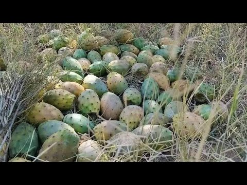 اهلا بالحباب