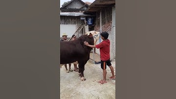 SIMENTAL SAPI MUDA LEHER BETON