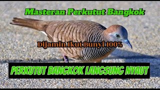 Download Lagu Masteran Perkutut Bangkok Paud Full Durasi MP3