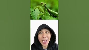 Kẻ Thù Của Loài Rắn | Điều Thú Vị Có Thể Bạn Chưa Biết | Davo